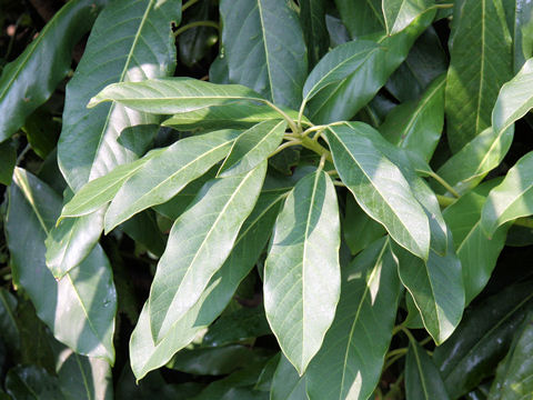 Daphniphyllum macropodum